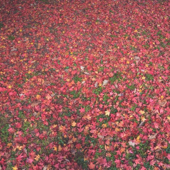 Fall_leaves ft