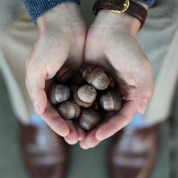 Handful of acorns