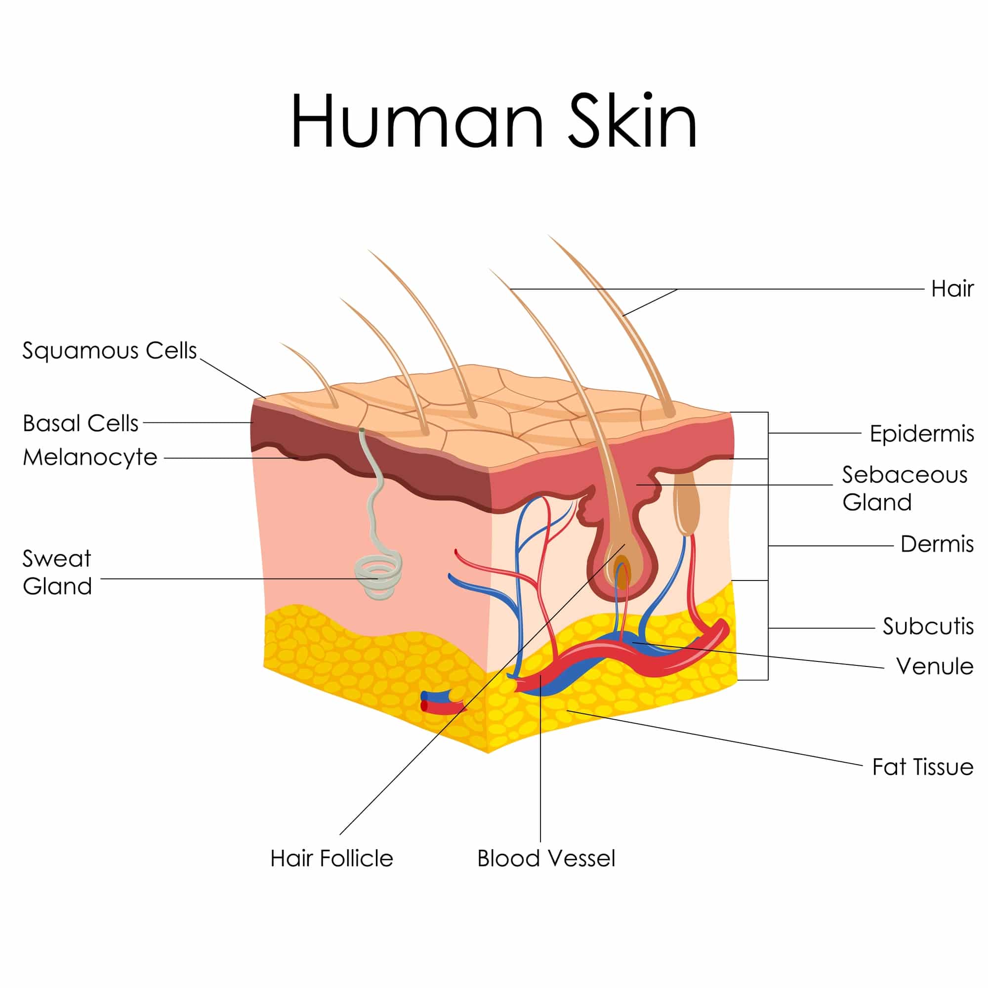 Anatomy of human skin