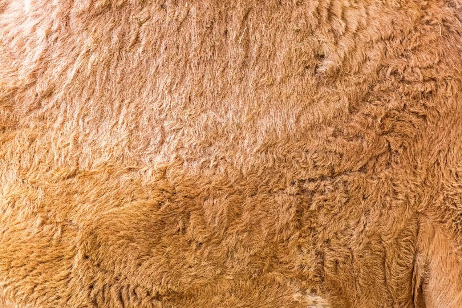 Closeup of camel hair