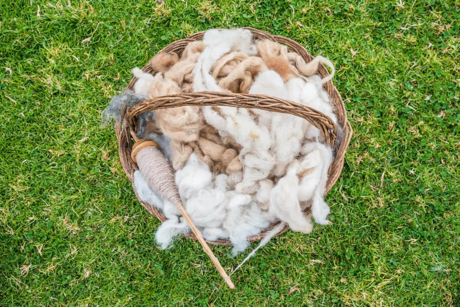 Collecting alpacas wool