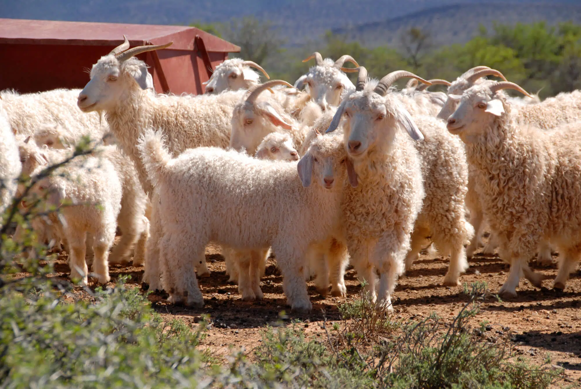 Flock of Angora goats