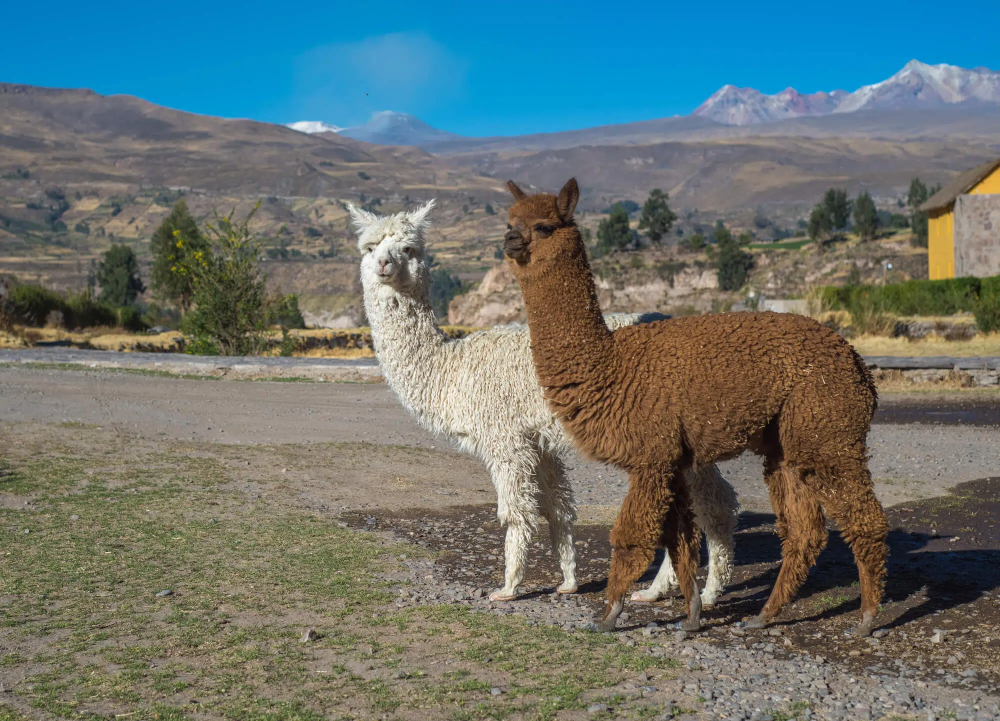 Peruvian alpacas hair
