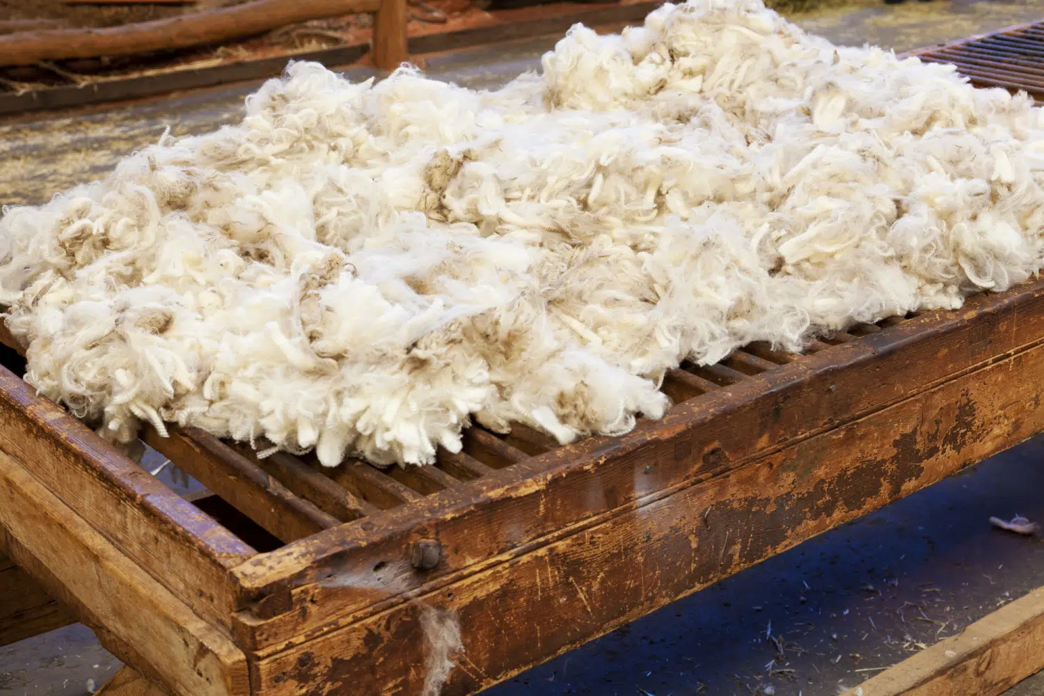 Freshly sheared wool