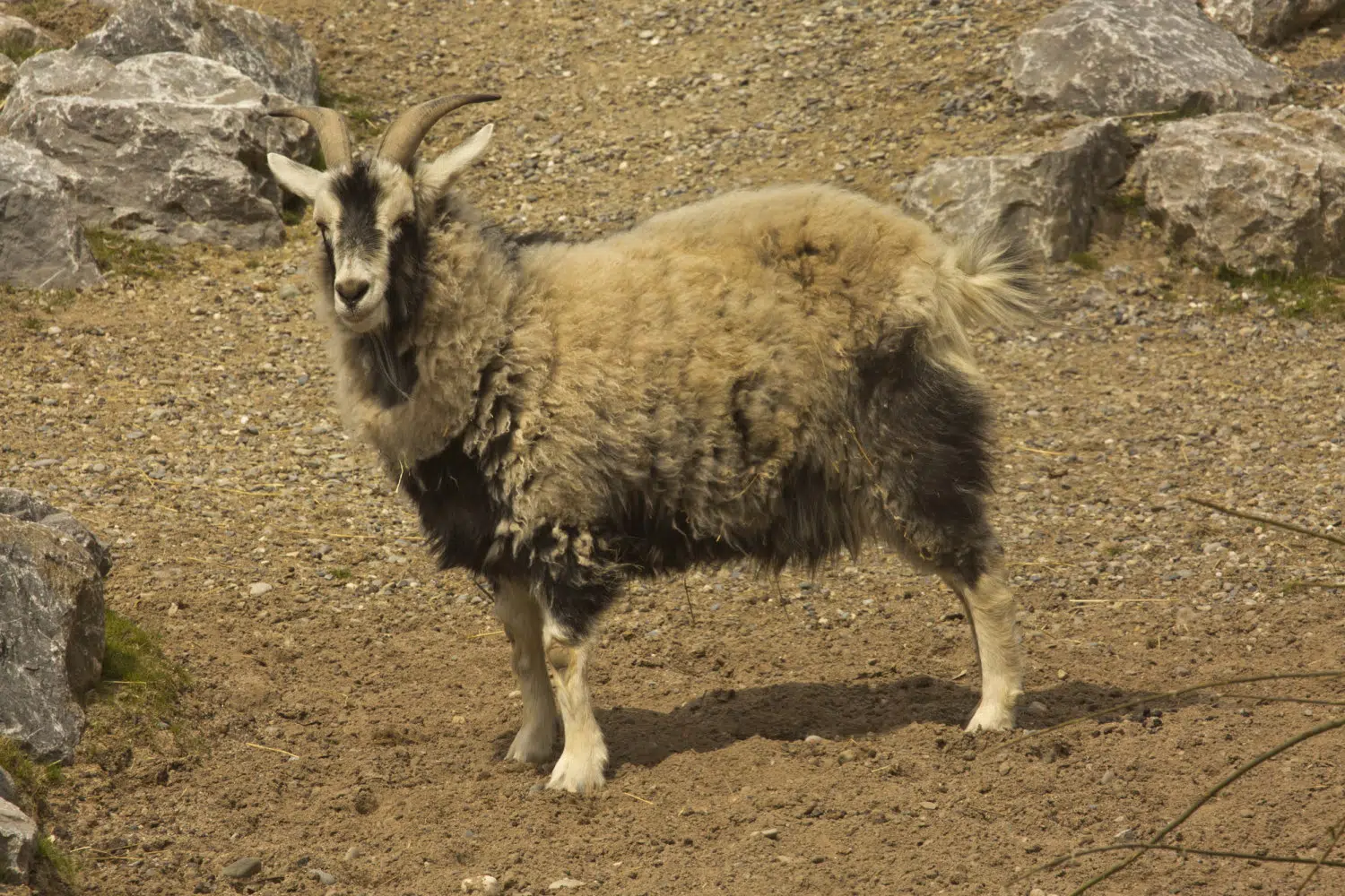 The cashmere goat