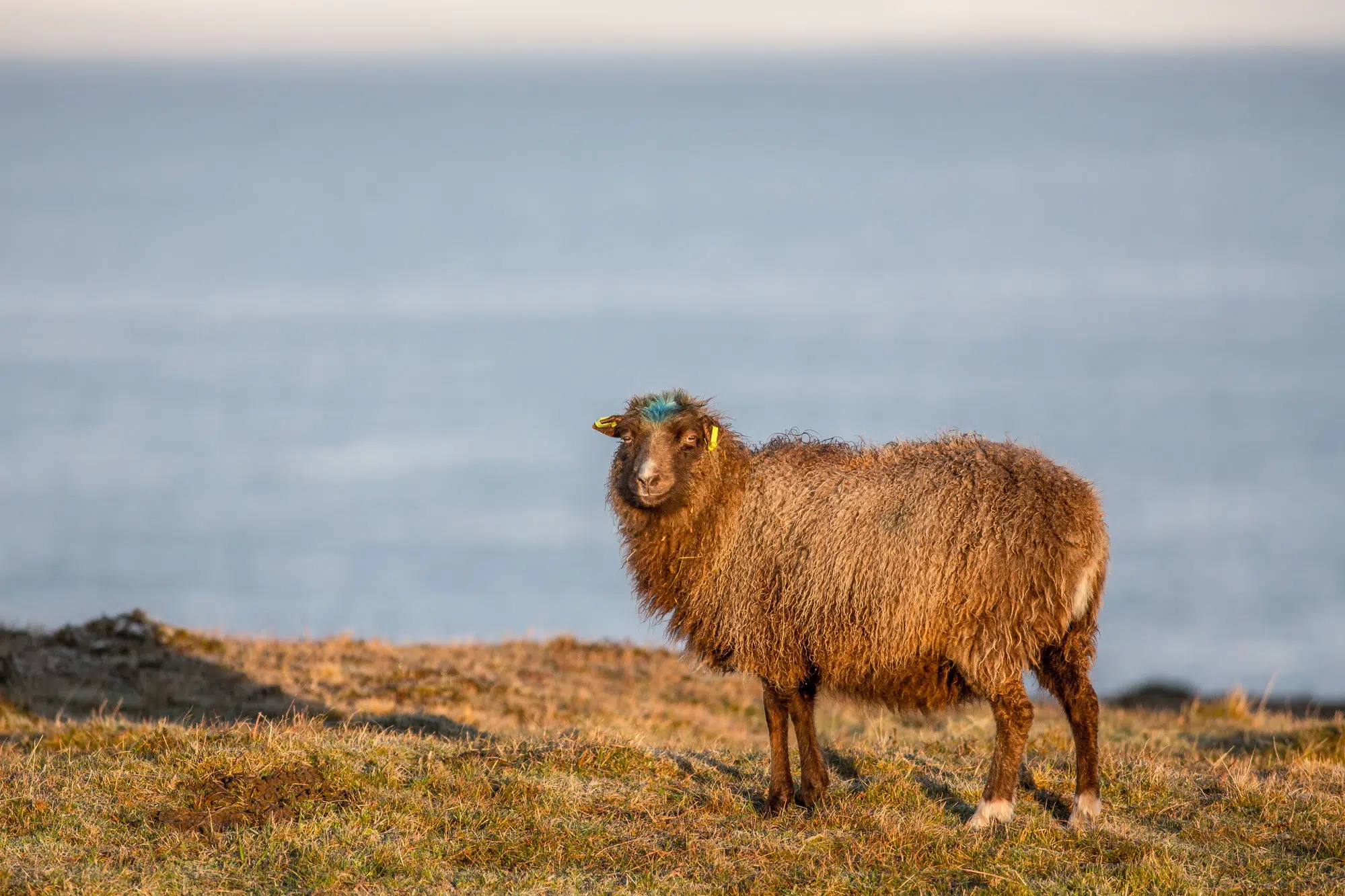 Brown Shetland sheep