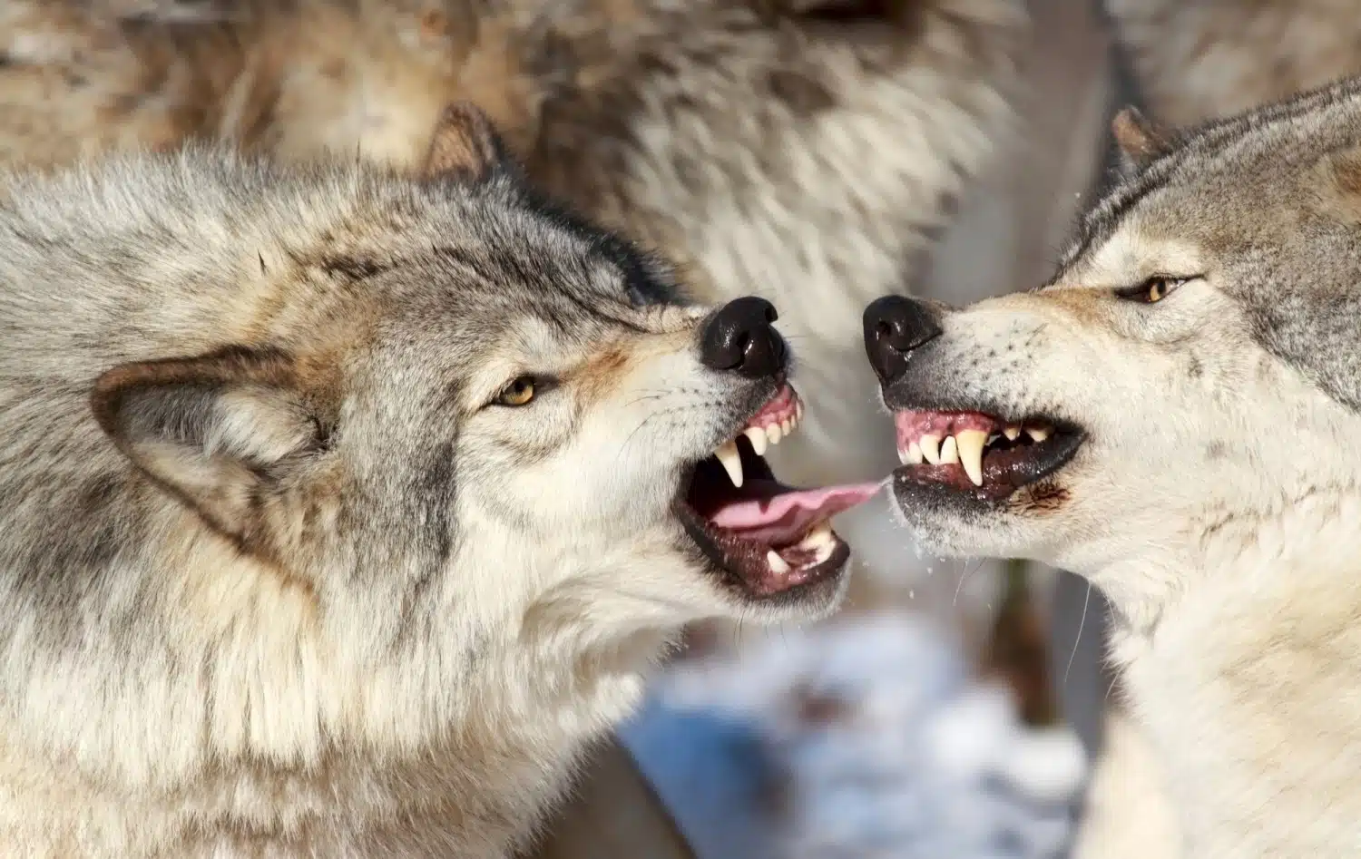 Wolves Fighting In Nature