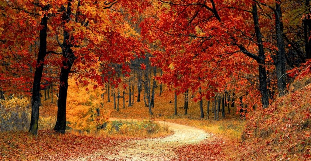 A path through a forest with autumn foliage in red and orange tones.