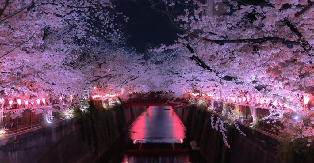 Cherry blossoms illuminated at night in Tokyo.