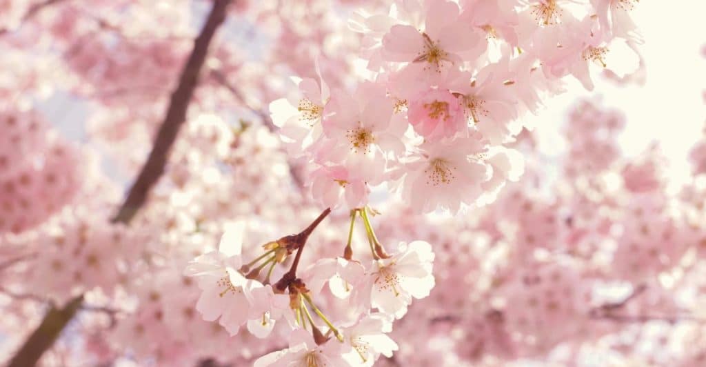 A close-up of pink cherry blossoms on a branch.