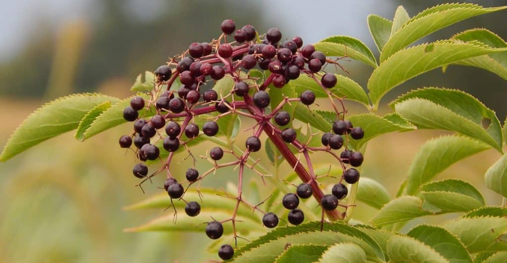 Close-up of elderberries on a branch with green leaves.