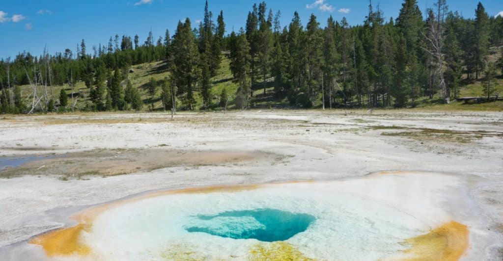 Geyser in Yellowstone National Park with trees in the background.