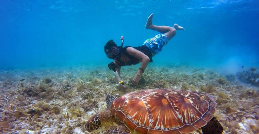 A person snorkeling underwater next to a large sea turtle.