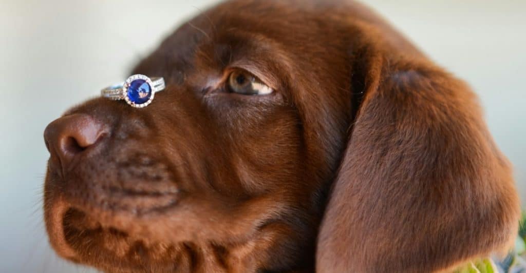 A close-up of a brown dog with an engagement ring on its nose.