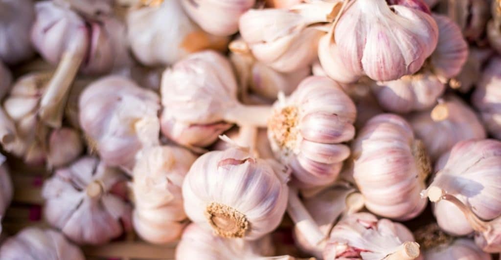 A close-up picture showing a large quantity of whole garlic bulbs with their papery skins.