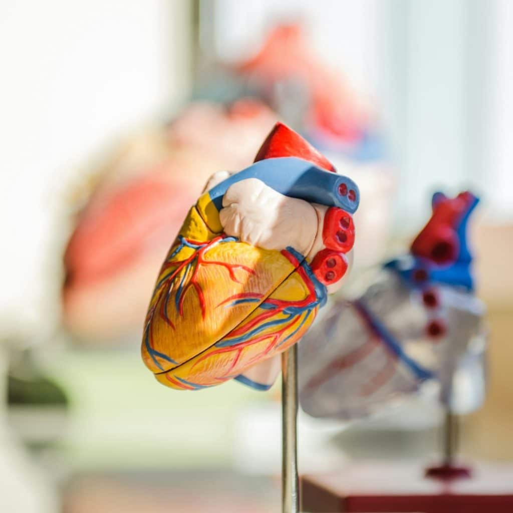 A close-up view of a human heart model displaying arteries and veins.