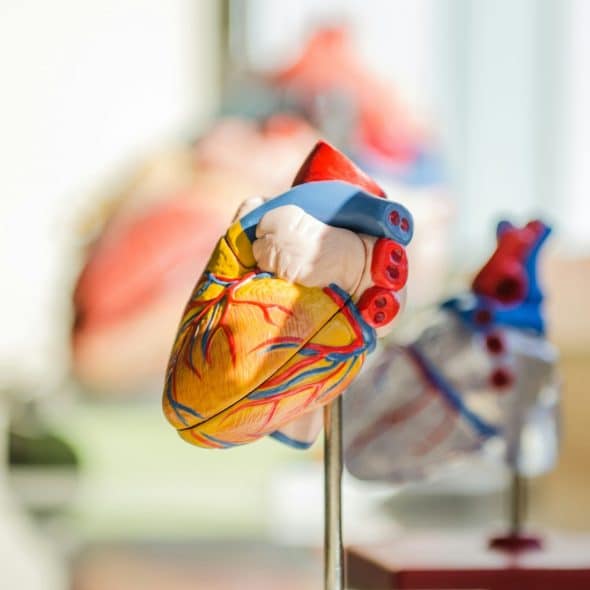 A close-up view of a human heart model displaying arteries and veins.