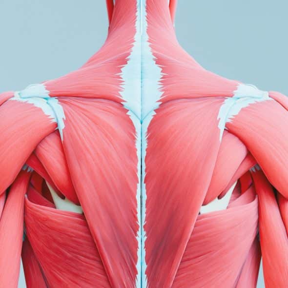 A detailed anatomical depiction of the muscles in the human back.