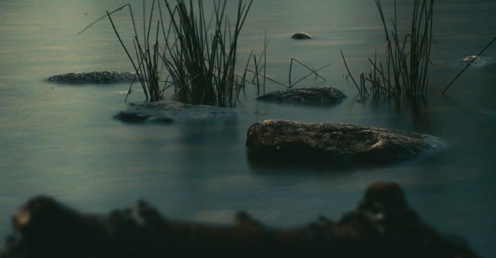 Several rocks and tall plants in a still, murky lake
