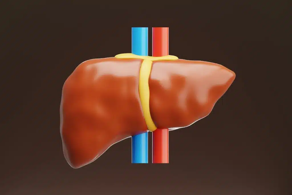 An illustration of a liver