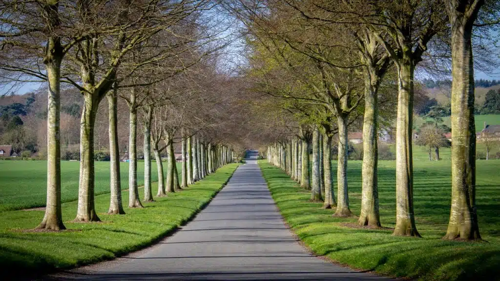 Long road near tall and green trees