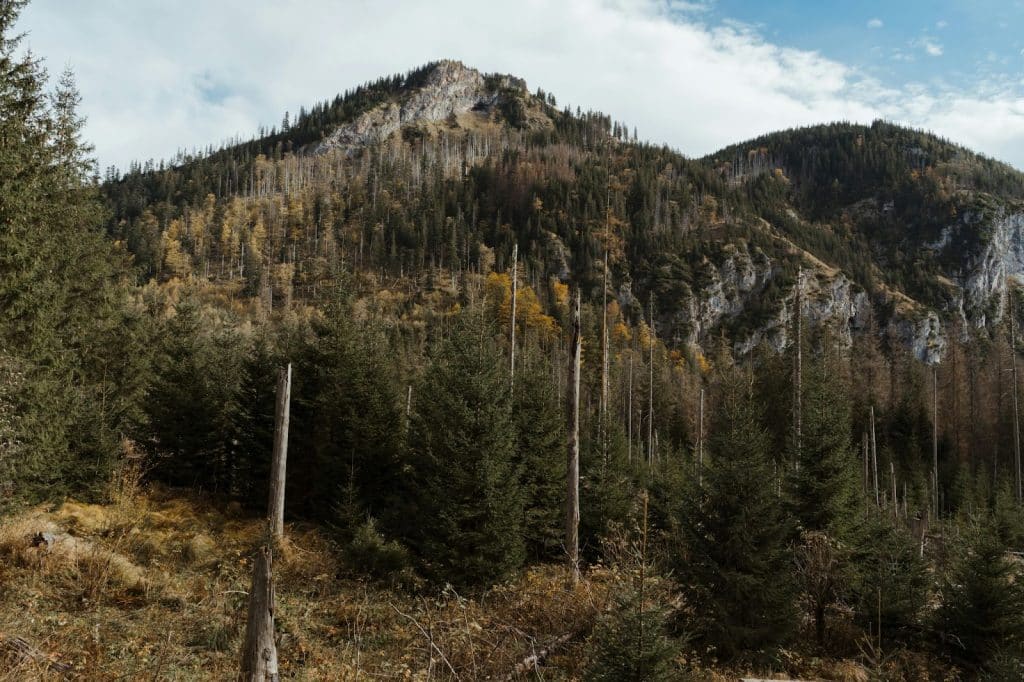 A picture of a forest