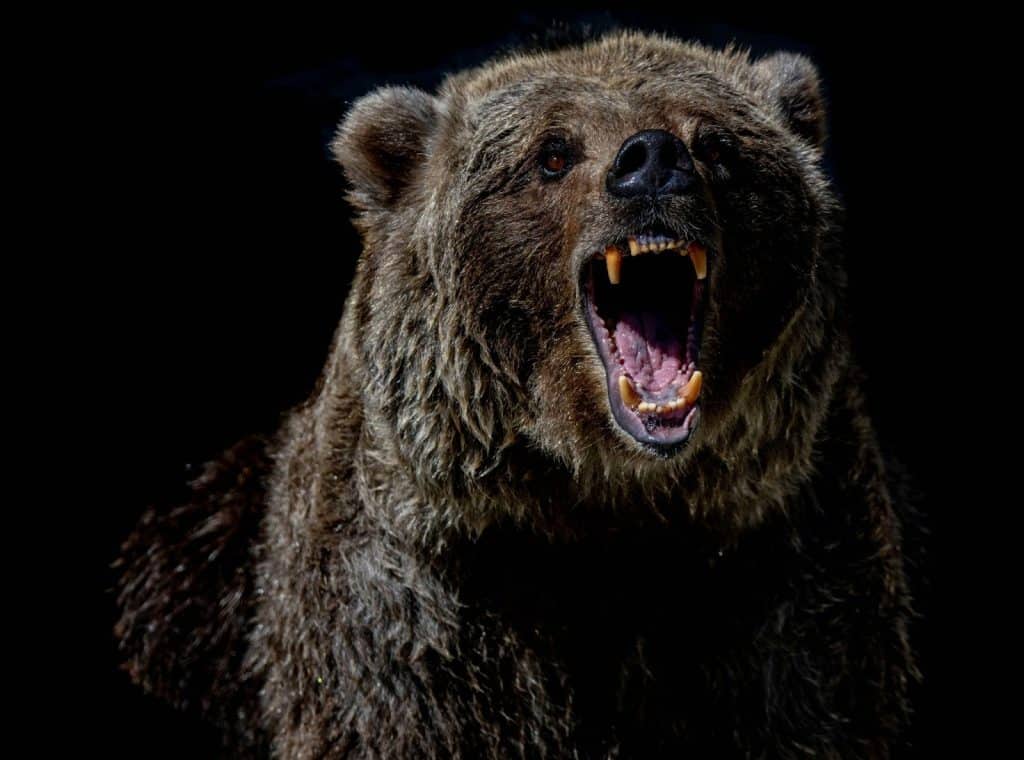 A picture of a grizzly bear