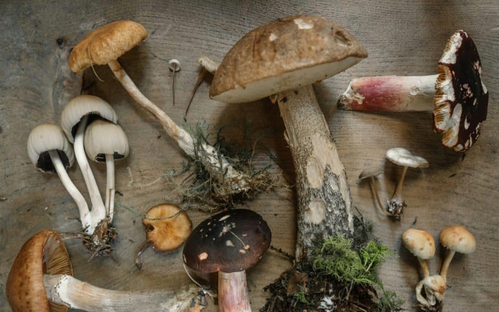 A  picture of different kinds of mushroom.