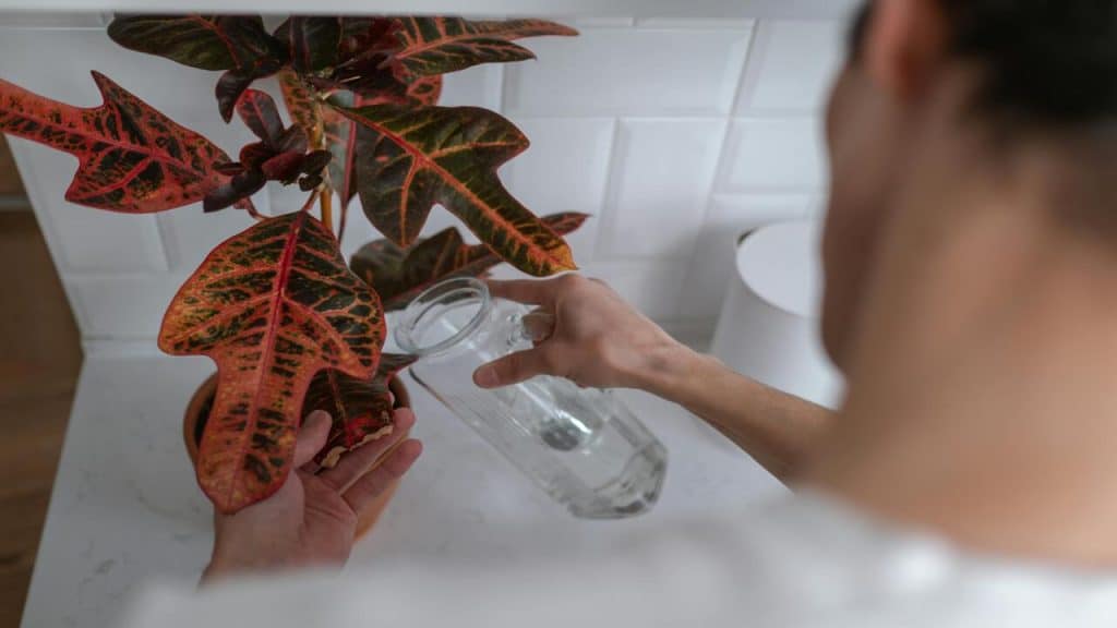 A man watering his plant at home
