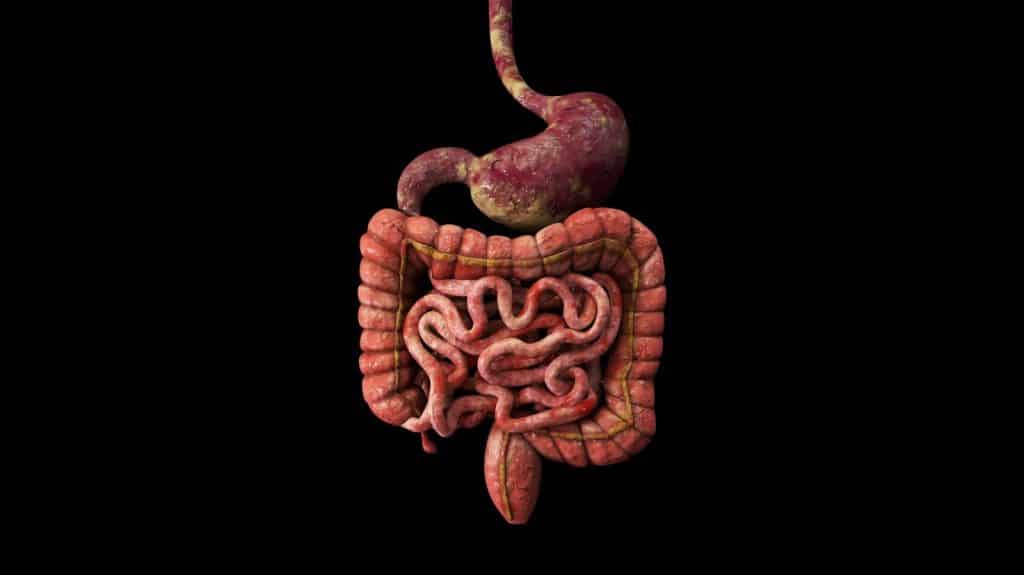 A picture of a digestive system.