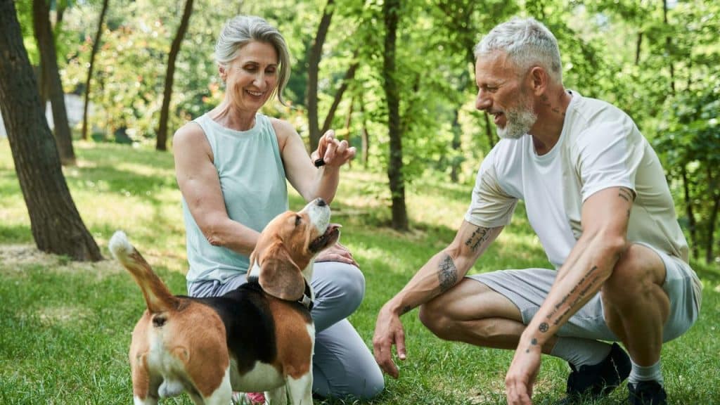 A smiling older couple interacts with a beagle dog in a grassy park.