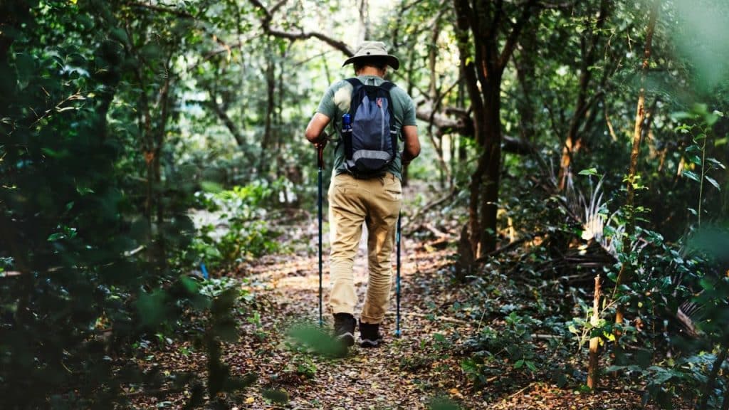 A person with a backpack and walking poles hikes along a winding path through a dense forest.