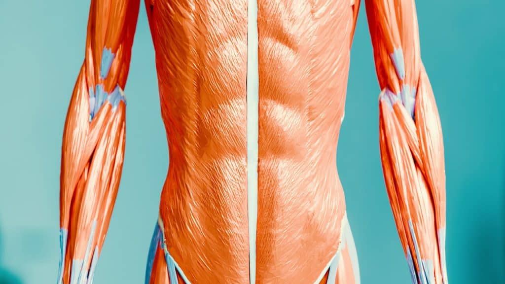 A 3D rendering of abs