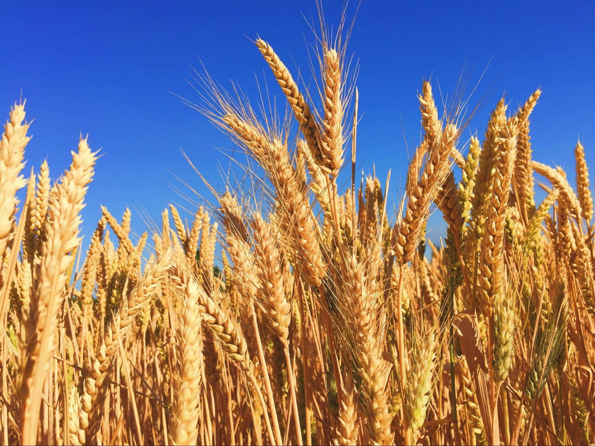 A picture of a wheat field.