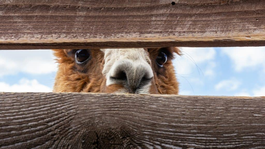 A cute animal looking through a fence