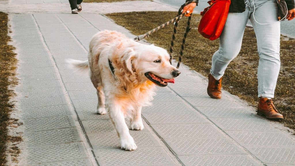 A woman walking her dog