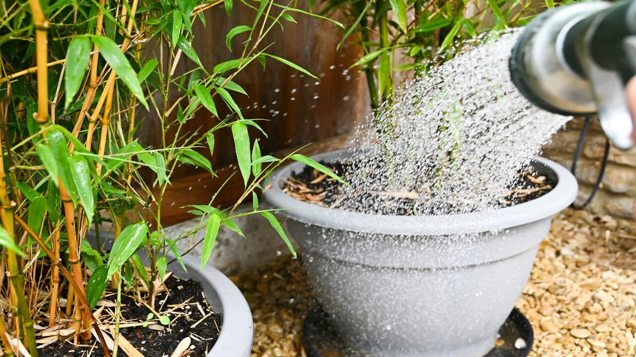 A potted plant being watered.