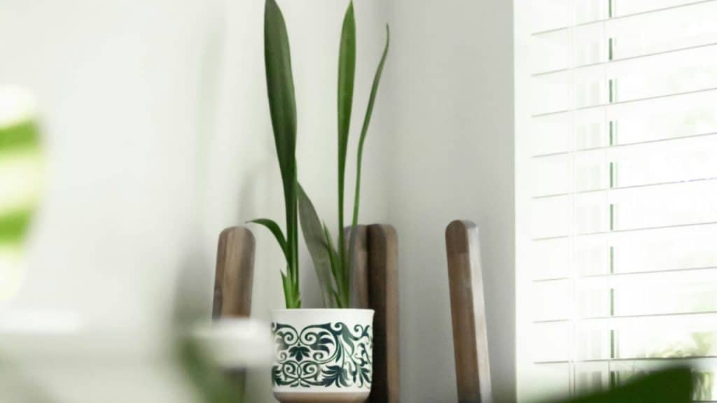 A tall, slender green plant in a decorative pot by a window with white blinds.