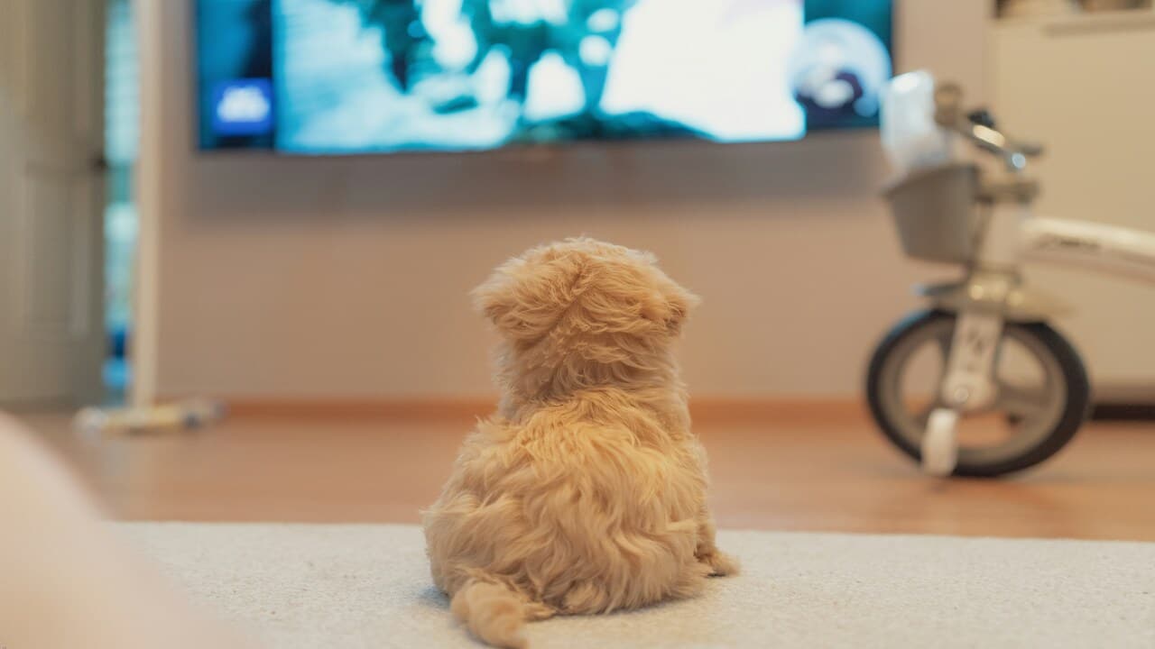 A small dog watching TV.