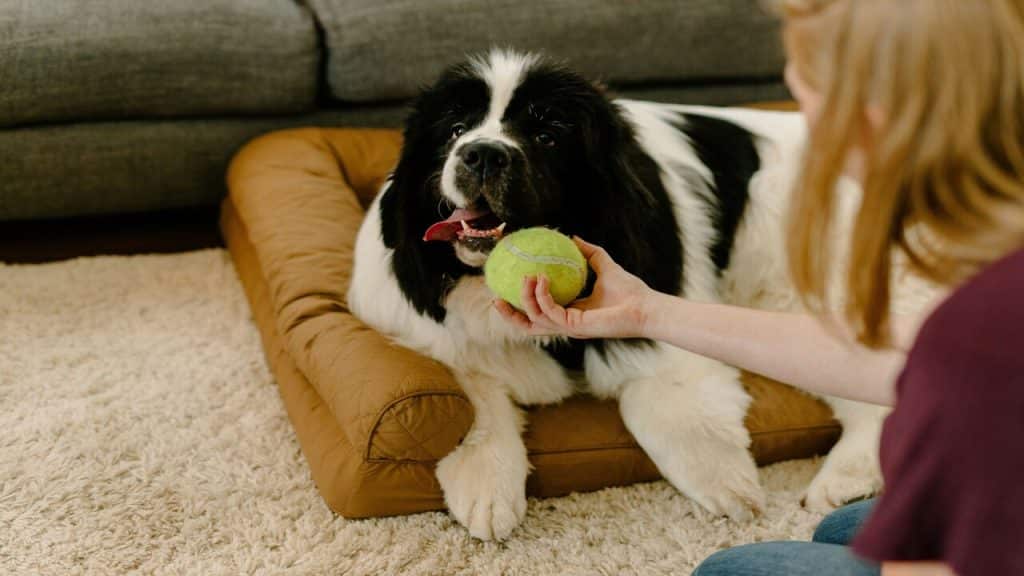 A woman playing with her dog