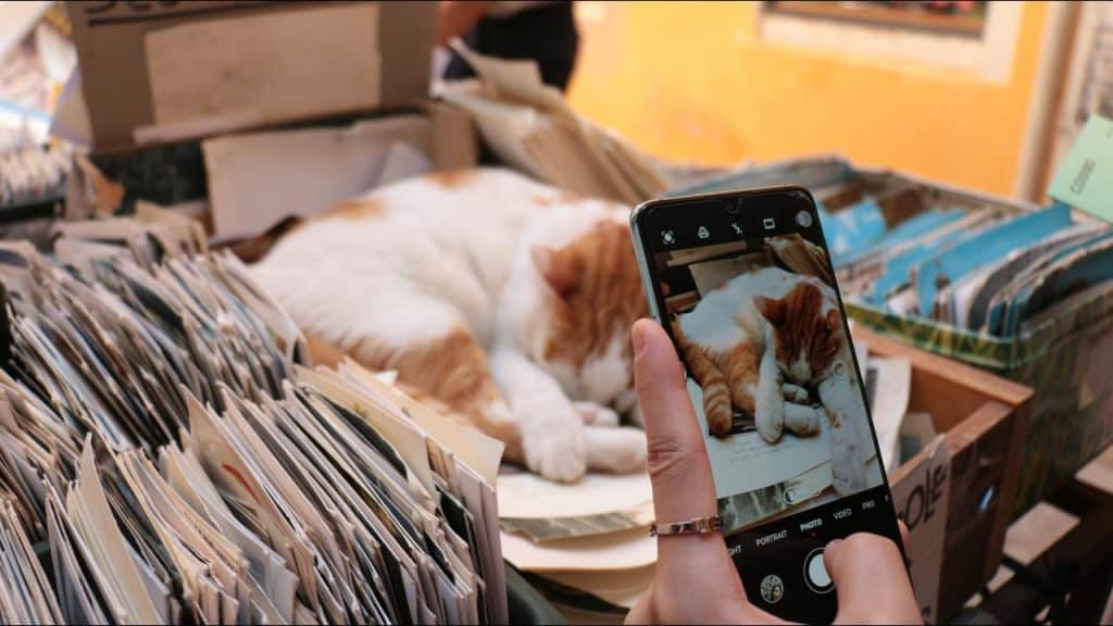 A person photographing a sleeping orange-and-white cat with a smartphone.