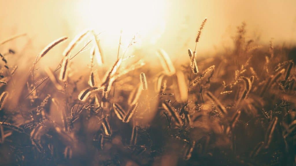 A wheatfield at sunset