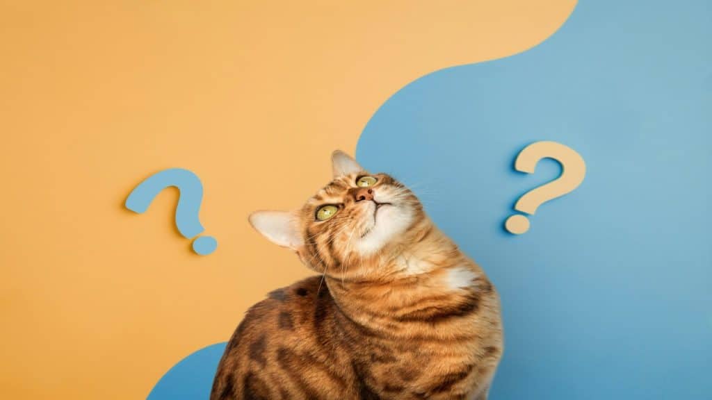A cat given two choices