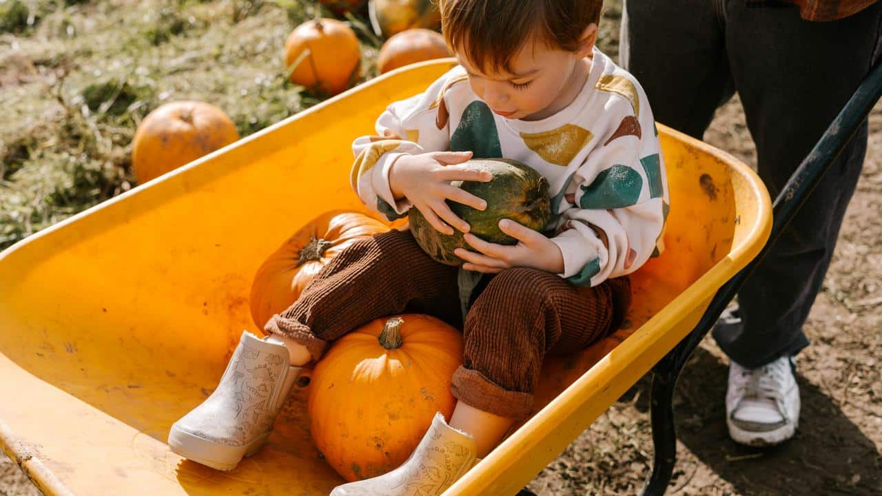 A toddler sitting in a wheelbarrow holding a small green squash among pumpkins.