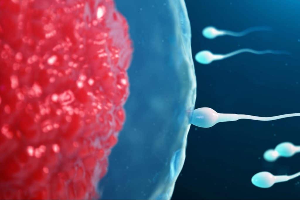 An illustrated picture of a sperm