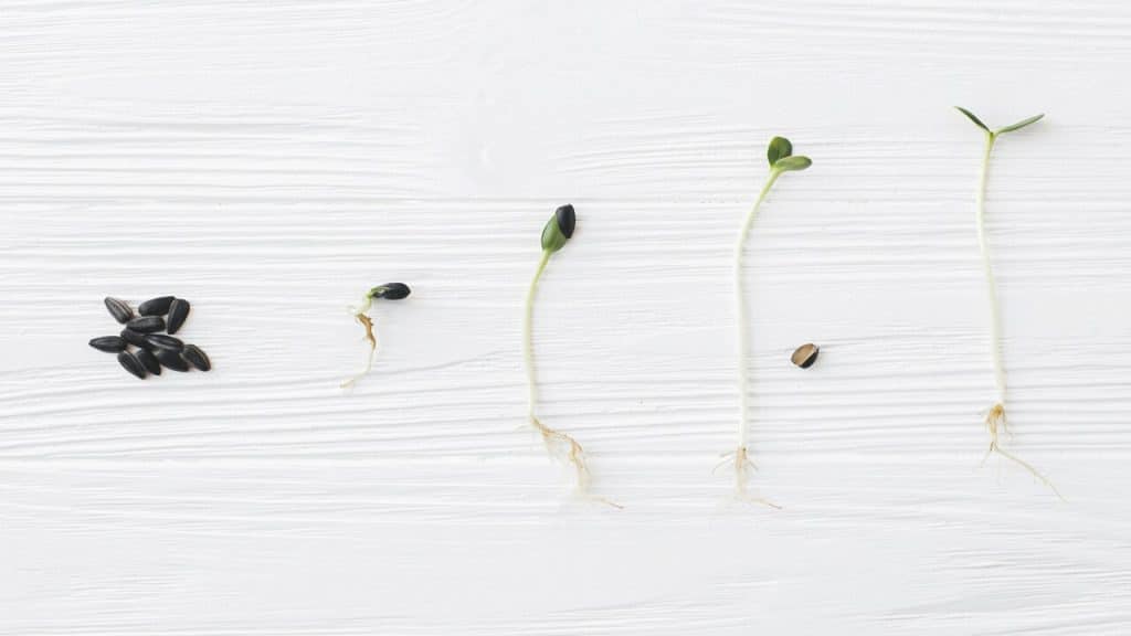 Different stages of a sprout’s growth