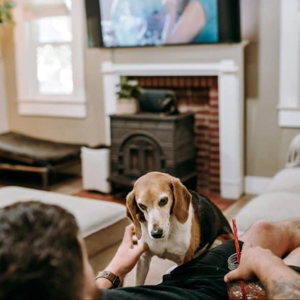 A man watching a television with his pet.