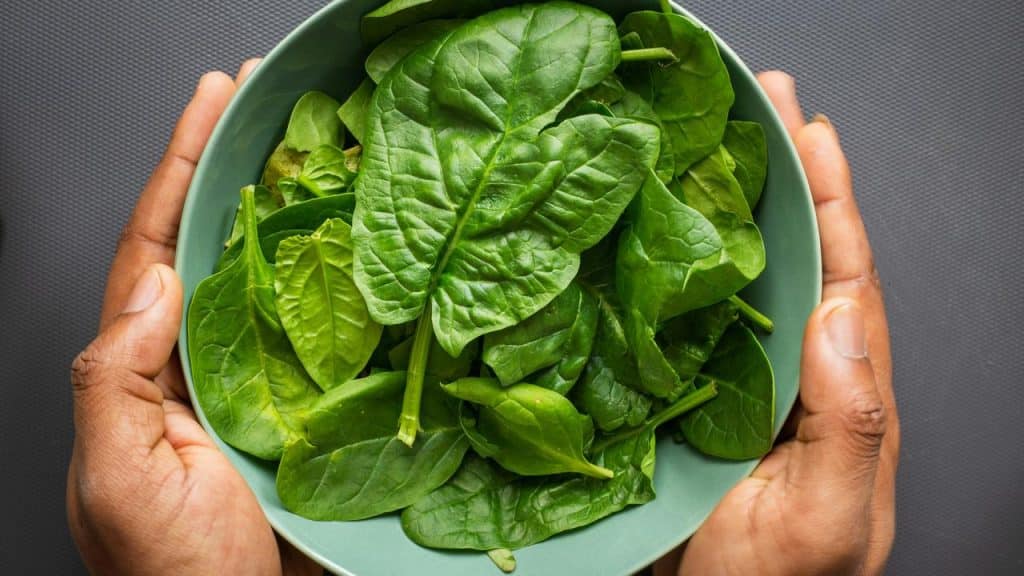 A bowl of fresh spinach leaves held in hands.