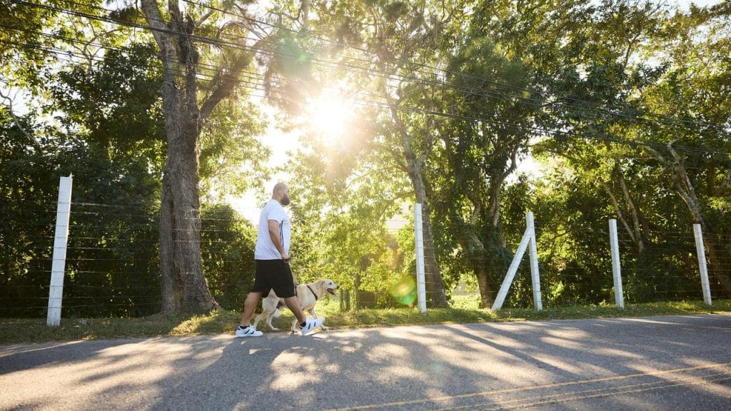 A man walking a dog along a sunny road.