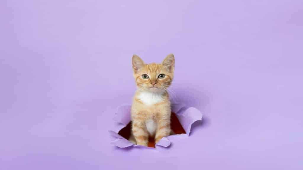 A cute kitten on a purple wall